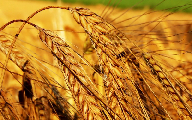 Перспективы зернового рынка обсудят в Оренбурге